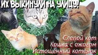 Нам достался кот с выбитыми глазами/кошка на которой нет живого места и истощенный котёнок/help cats