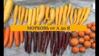 МОРКОВЬ от А до Я. Дачные сезоны с Мариной Рыкалиной 28.11.18.