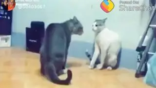 Real Cat Fight So Funny Cats - Today Compilation 2018