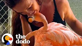 Woman Raises A Baby Flamingo Who Comes Back To Snuggle | The Dodo Heroes