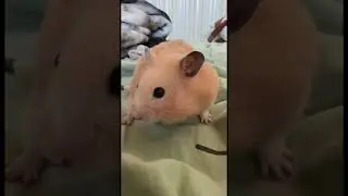🐹💞#врекомендации #українатоп #pets #cuteanimals #врек #animals #тренды