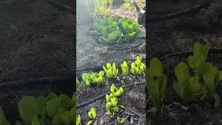 Protect Vegetable Plants from Heat