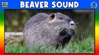 🦡 BEAVER SOUND - BEAVER SOUND EFFECT - SOUND OF BEAVER - NOISE OF BEAVER