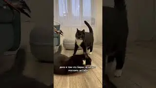 ОН ОБИЖАЕТ КОТА-ИНВАЛИДА 