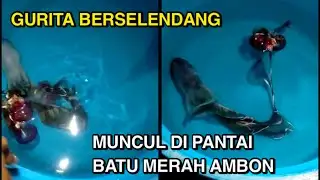 Viral Gurita Berselendang Muncul di Pantai Batu Merah Ambon