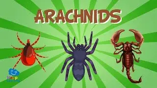 Arachnids | Educational Video for Kids