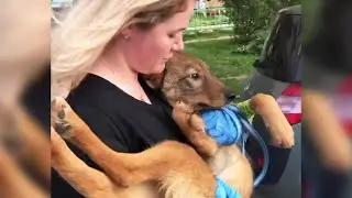 A puppy with a deformity was abandoned and was shunned wherever he went