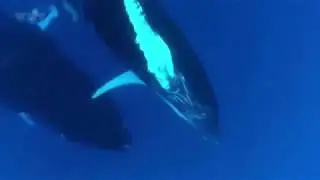 Autotuned Whales