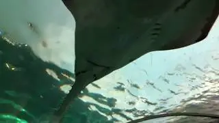 Tinagirl Travels to see the Sawfish at Ripley’s Aquarium in Toronto