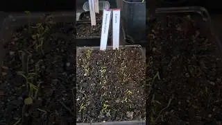 🌱 sprouts 🌱