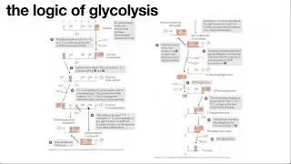 Logic of glycolysis & gluconeogenesis - Part I
