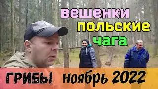 Грибы и грибники в лесу в ноябре 2022.