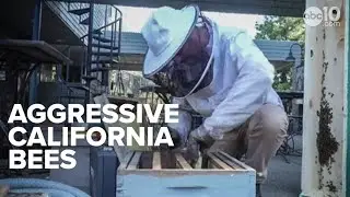 Bee Season | California residents face aggressive bees as summer arrives