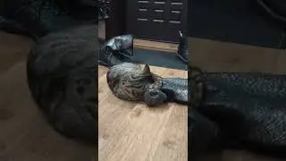Вася и его Прелесть