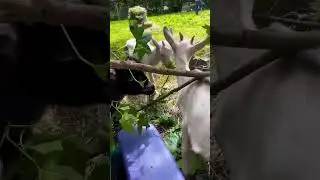 Goats love to eat leaves!