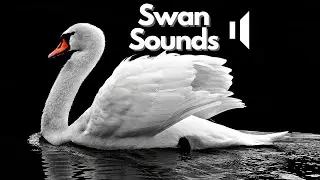 Swan Sound Effects | No Copyright