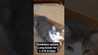 Chonkelus update: long boxes for L O N G boys #cats #frisk #chonk