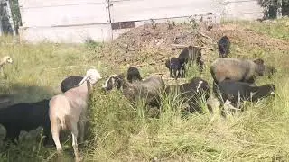 Гиссарские овцы переезжают