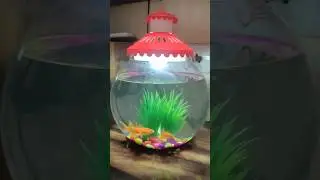 #fish bowl#golden fish #fishlover❤️#shorts #shortsvideo #youtubeshorts