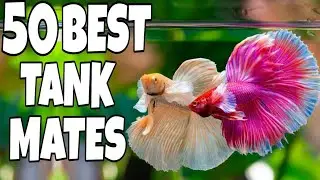 Top 50 Betta Fish Tank Mates