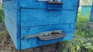 Мёд откачен, начинаем обработку от клеща 2024!!!