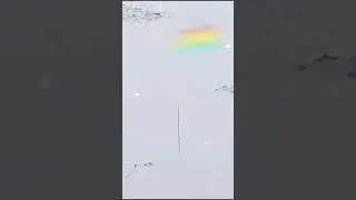 Бобёр на разливе Хопра.