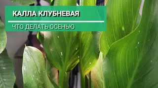 Калла клубневая осенью (клубневая зантедеския)