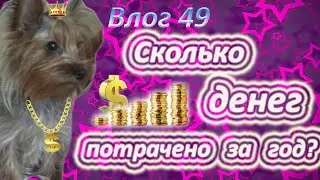 Сколько денег нужно на йорка в год? Наши итоги за год.