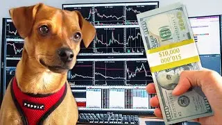 I Gave My Dog $10,000 to Trade Stocks