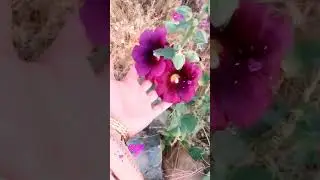 nature flowers 🌺🌹