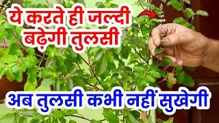 TULSI PLANT CARE AND GROWING TIPS | GARDENING | तुलसी का पौधा | Daily Vlogs | GARDEN VLOG