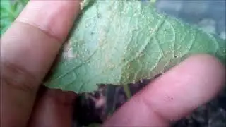 HOW TO MAKE NEEM LEAF as insecticide II GARDENING HACK