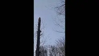 Дикие утки на деревьях
