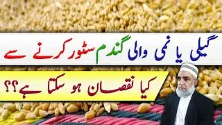 Precautions about storing of Wet/moist wheat || Crop Reformer