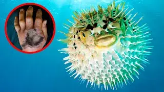 12 Most VENOMOUS Sea Creatures In The World!