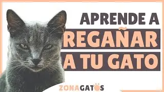 Cómo REGAÑAR A UN GATO correctamente