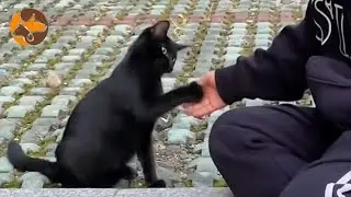 Kind Mother and Son, Thank You for Feeding Stray Cats Every Day