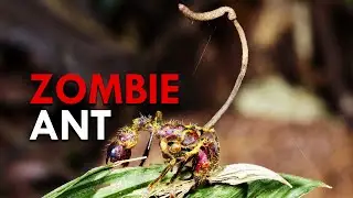 The Real Life Spores Behind The Last Of Us Turns Ants Into Zombies