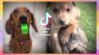 TikTok Baby Animals - Funny Compilation