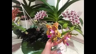 ORCHIDEA RHYN-LIS, VANDA COERULEA, BLOOMING 2024.HAPPY NEW YEAR!