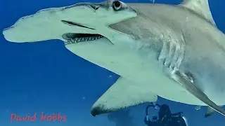 The Great Hammerhead Shark off Bimini Island, Bahamas 2025