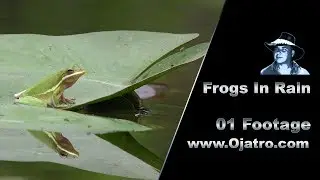 Frogs In Rain 01 Stock Footage