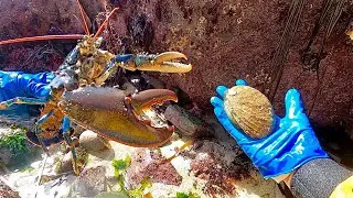 AMAZING FORAGING - Big Lobster , Abalone & Starfish ! Catch & Cook