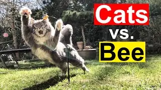 Cat vs Bee [ in slow motion ] Two Maine Coon Cats have different reactions on New Toy