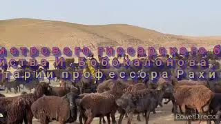 Обмер метрового гиссарского барана из хозяйства И. Бобокалонова,  комментарии профессора Рахимова Ш.