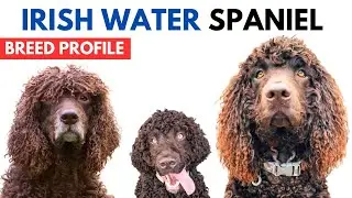 Irish Water Spaniel Dog Breed Profile History - Price - Traits - Irish Water Spaniel Grooming Needs