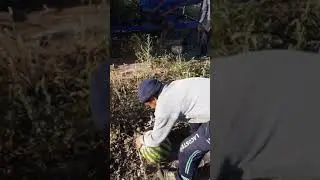 Выбиваем семена арбуза 2019