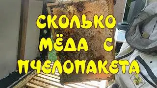 СКОЛЬКО МЕДА МОЖНО СКАЧАТЬ С ПЧЕЛОПАКЕТА