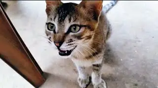 बिल्ली के बच्चे की आवाज Kitten Sounds