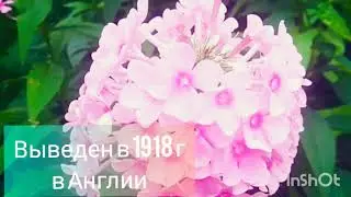 Флокс Виндзор/ PHLOX PANICULATA VINDSOR